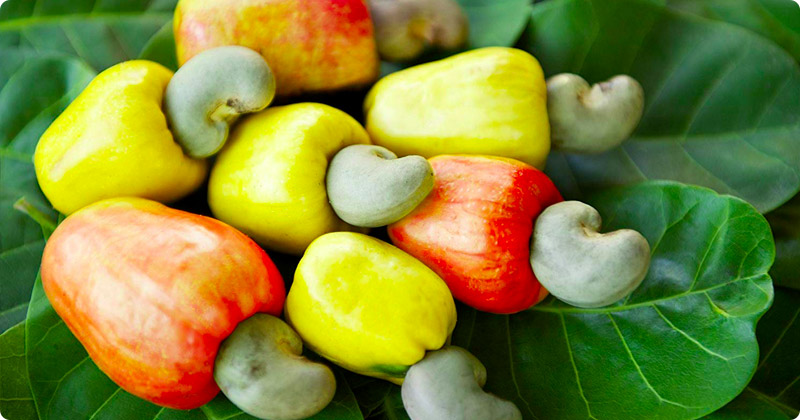Cashew History